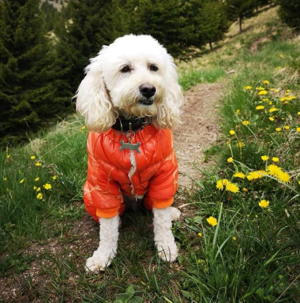 Zoe Alpinista, prima cățelușă cu legitimație oficială de montaniard. O lume întreagă se-ntinde la lăbuțele ei 874950