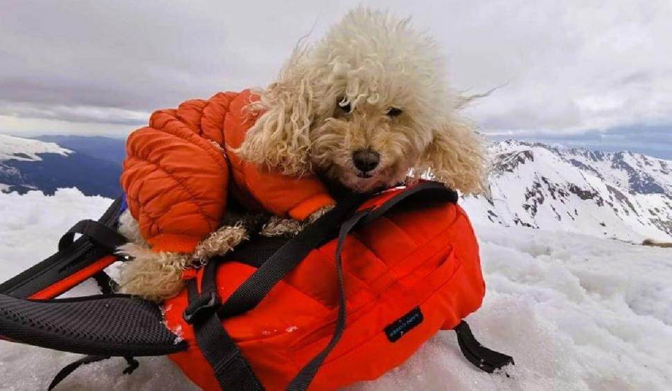 Zoe Alpinista, prima cățelușă cu legitimație oficială de montaniard. O lume întreagă se-ntinde la lăbuțele ei 874951