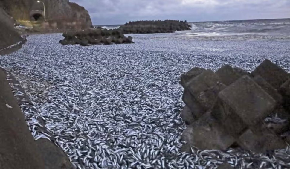 "N-am văzut niciodată așa ceva". Fenomen straniu cu tone de pești morți pe țărmurile din Japonia. Oficialii încă nu cunosc cauza