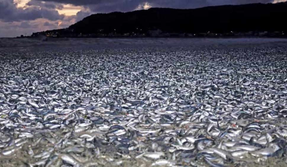 "N-am văzut niciodată așa ceva". Fenomen straniu cu tone de pești morți pe țărmurile din Japonia. Oficialii încă nu cunosc cauza 875133