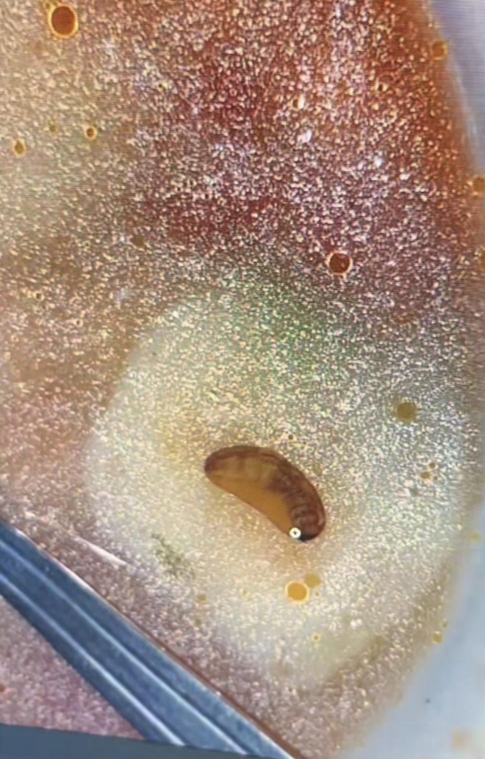 "Mi s-a făcut rău" | Mâncare cu viermi la Școala de Poliție din Cluj-Napoca | Poliţia Română a deschis o anchetă 875193