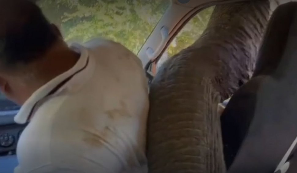 Scene de groază pentru o familie, după întâlnirea cu un elefant sălbatic, în Sri Lanka | ”A început să adulmece”
