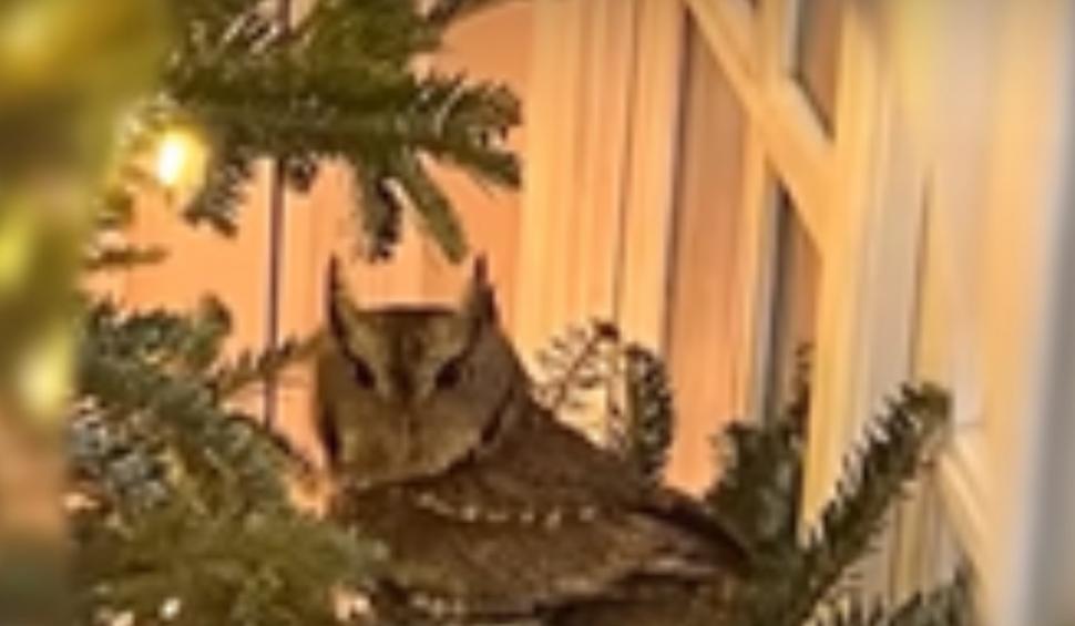 "Am rămas uluită. A stat acolo zile întregi" | Musafir surpriză, descoperit de o familie în bradul de Crăciun 875422