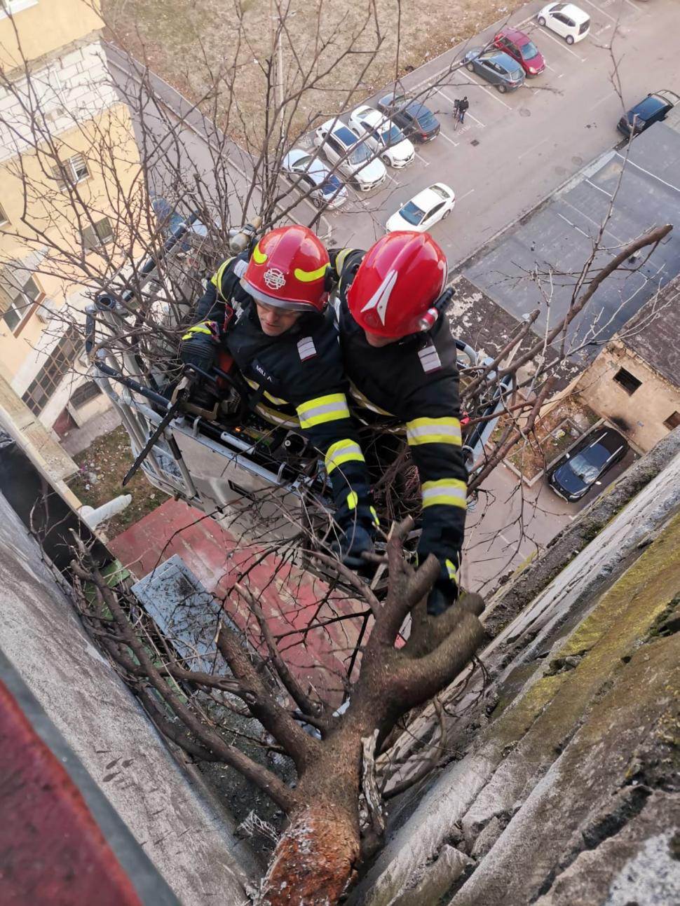 Un copac a crescut pe fațada unui bloc din Giurgiu, la etajul opt al clădirii. Locatarii au cerut ajutorul pompierilor 875921