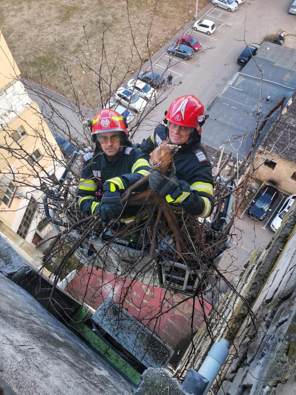 Un copac a crescut pe fațada unui bloc din Giurgiu, la etajul opt al clădirii. Locatarii au cerut ajutorul pompierilor 875922