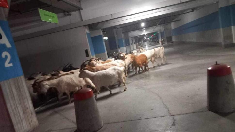 Peste 50 de capre, evacuate de la mall, la Târgu Jiu. Imaginile au devenit virale 875720