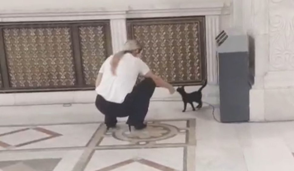 O pisică neagră a apărut la uşa comisiei din Parlament unde se dezbate bugetul pe 2024