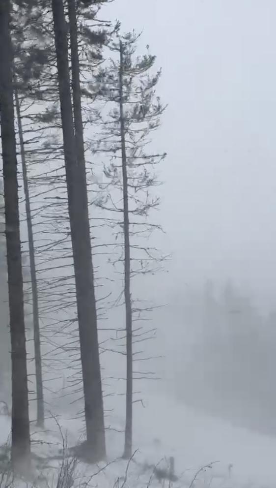 Furtună de ninsoare în nordul României! Sute de familii au rămas fără curent | Restricții de circulație din cauza viscolului 876715