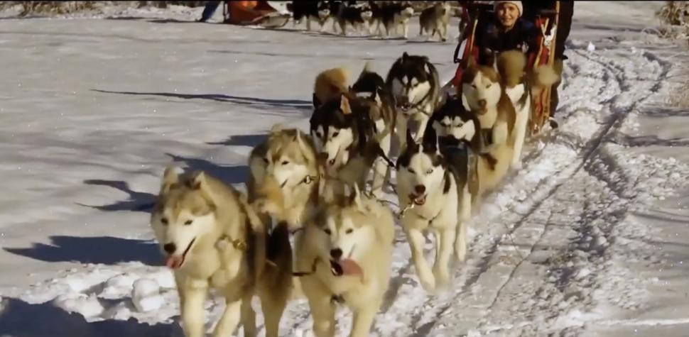 Călătorii de vis cu sania trasă de câinii Husky, în Harghita | ”O experiență unică în țara noastră” 877141