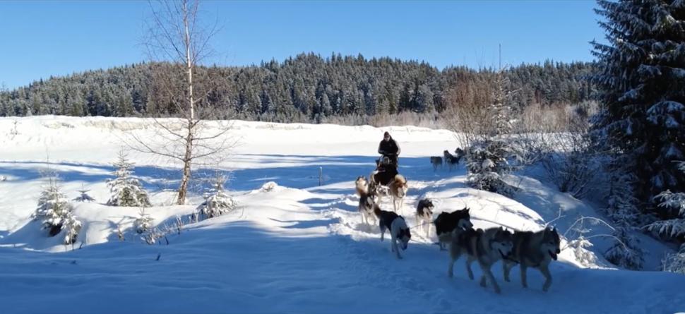 Călătorii de vis cu sania trasă de câinii Husky, în Harghita | ”O experiență unică în țara noastră” 877142