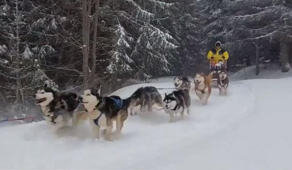 Călătorii de vis cu sania trasă de câinii Husky, în Harghita | ”O experiență unică în țara noastră” 877143
