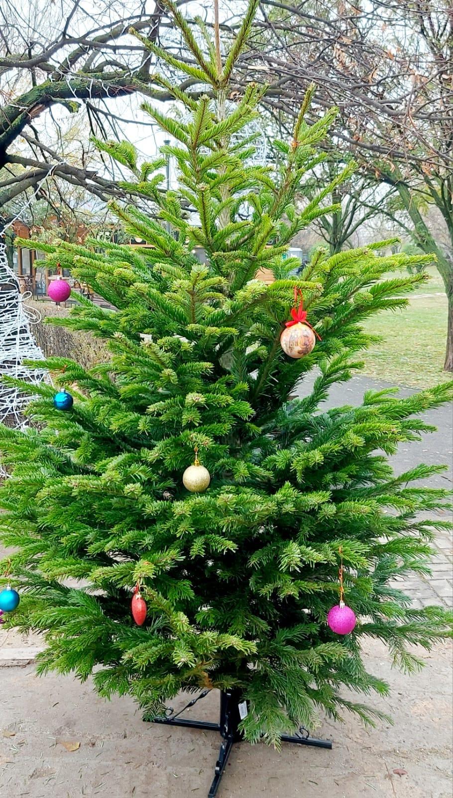 Inițiativă unică în București: Primăria Sectorului 6 a îndemnat locuitorii să împodobească brazi, ce vor ajunge în casele a șase familii nevoiașe, în Ajunul Crăciunului 876896