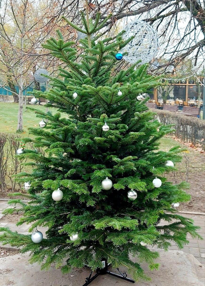 Inițiativă unică în București: Primăria Sectorului 6 a îndemnat locuitorii să împodobească brazi, ce vor ajunge în casele a șase familii nevoiașe, în Ajunul Crăciunului 876897
