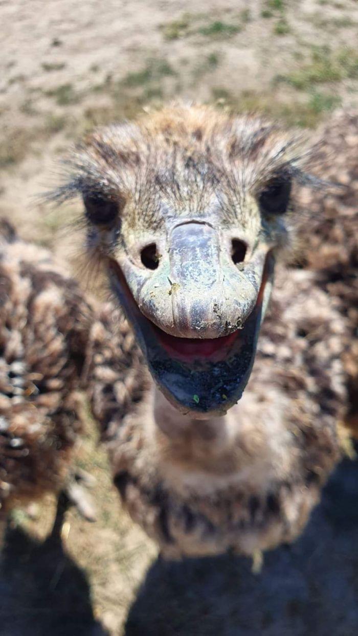 Afacerea cu care un român a dat lovitura la Găgeşti. "Numai coaja se vinde cu 50 de lei. Am pornit totul de la zero, cu 120 euro" 878021