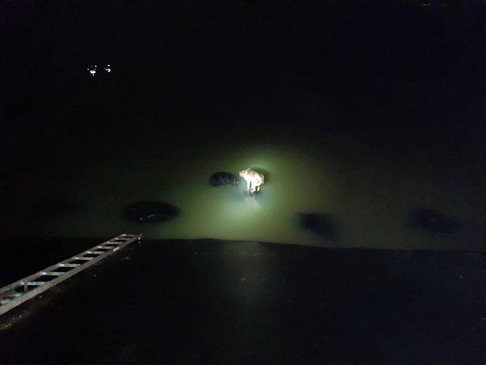 ”Un succes în lupta cu secundele”. Trei câini, salvați de pompieri dintr-un canal adânc de opt metri, în apropierea Drumului Expres, în localitatea Colonești 878216