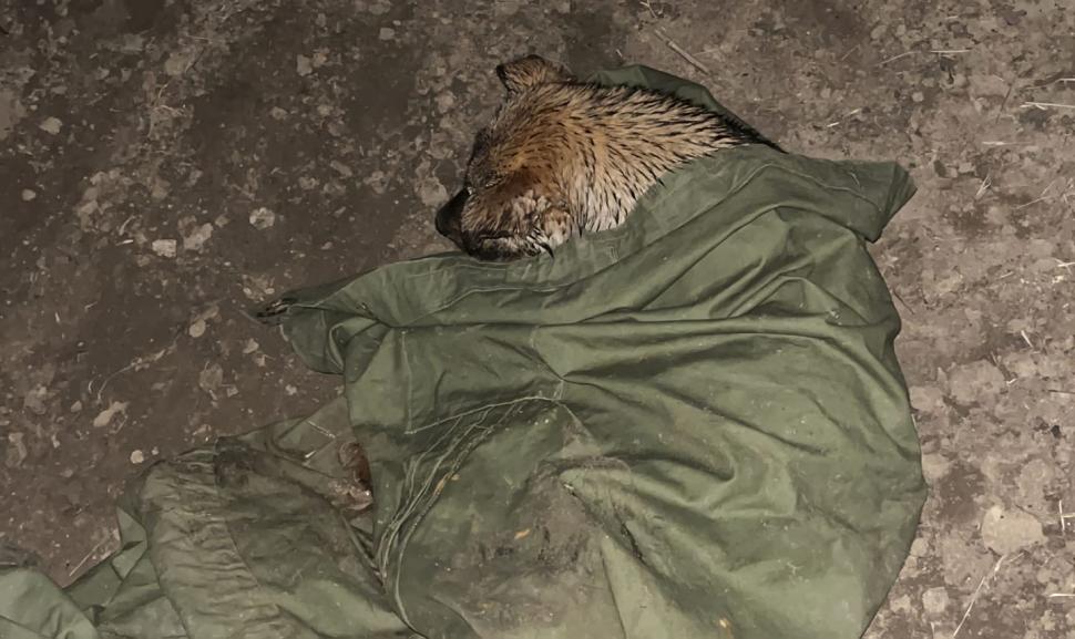 ”Un succes în lupta cu secundele”. Trei câini, salvați de pompieri dintr-un canal adânc de opt metri, în apropierea Drumului Expres, în localitatea Colonești 878221