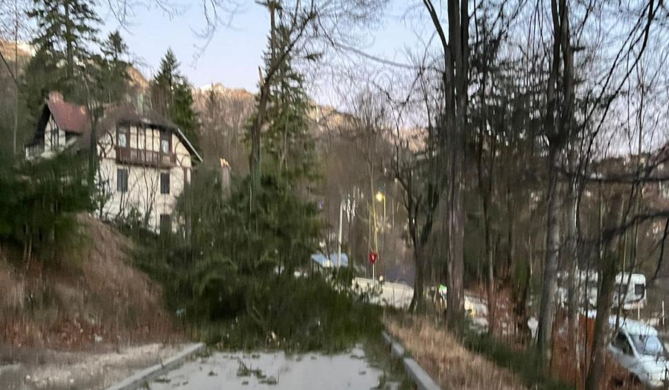 Vânt puternic la Sinaia. Zeci de gospodării au rămas fără curent electric 879114