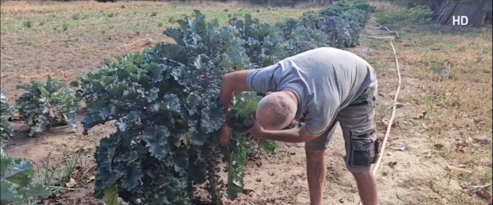 O nouă legumă pe piaţa românească. Are gust de nucă şi se cultivă în Buzău: "Oamenii deocamdată nu ştiu de ea. În SUA, i se mai spune Lollipops" 879194