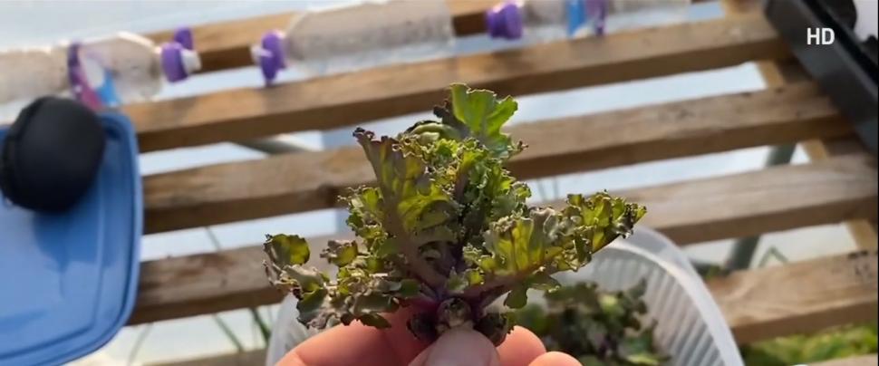 O nouă legumă pe piaţa românească. Are gust de nucă şi se cultivă în Buzău: "Oamenii deocamdată nu ştiu de ea. În SUA, i se mai spune Lollipops" 879195