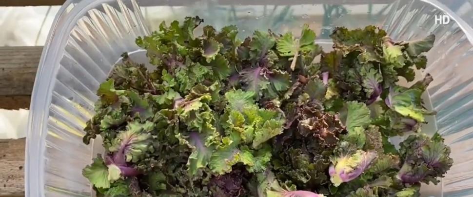 O nouă legumă pe piaţa românească. Are gust de nucă şi se cultivă în Buzău: "Oamenii deocamdată nu ştiu de ea. În SUA, i se mai spune Lollipops" 879198