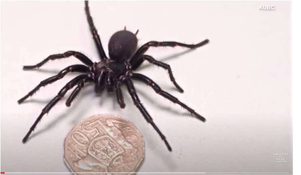 A fost descoperit cel mai mare păianjen mascul veninos din lume. Se găsește în Australia și măsoară 8 centimetri 