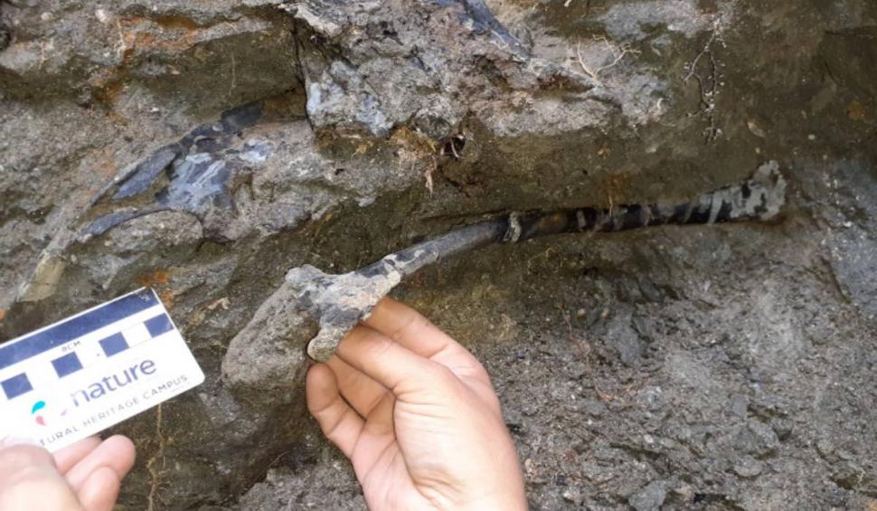 Schelete de dinozauri unici în lume, descoperite în Țara Hațegului. Aceștia ar fi trăit în urmă cu 70 de milioane de ani 879745