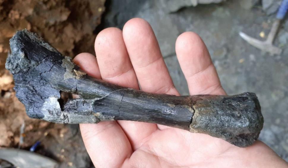 Schelete de dinozauri unici în lume, descoperite în Țara Hațegului. Aceștia ar fi trăit în urmă cu 70 de milioane de ani 879746