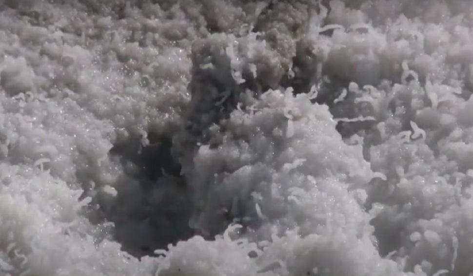 Comuna din România unde natura îi ajută pe localnici să facă cele mai bune murături: "Femeile nu mai merg la magazin, se duc direct la deal!" 880114