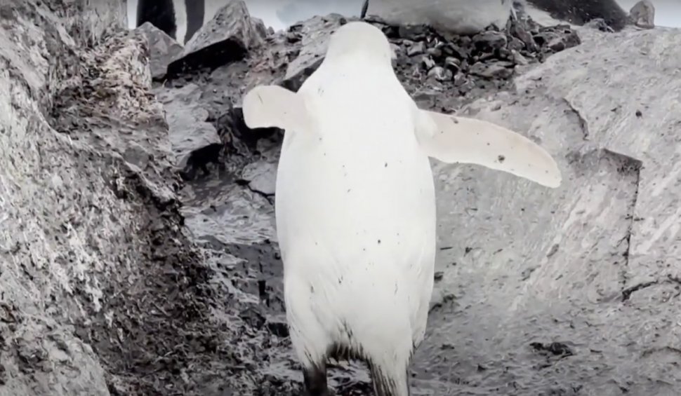 Pinguin alb, extrem de rar, filmat în Antarctica: "În fiecare zi, acest loc minunat ne surprinde cu ceva diferit"