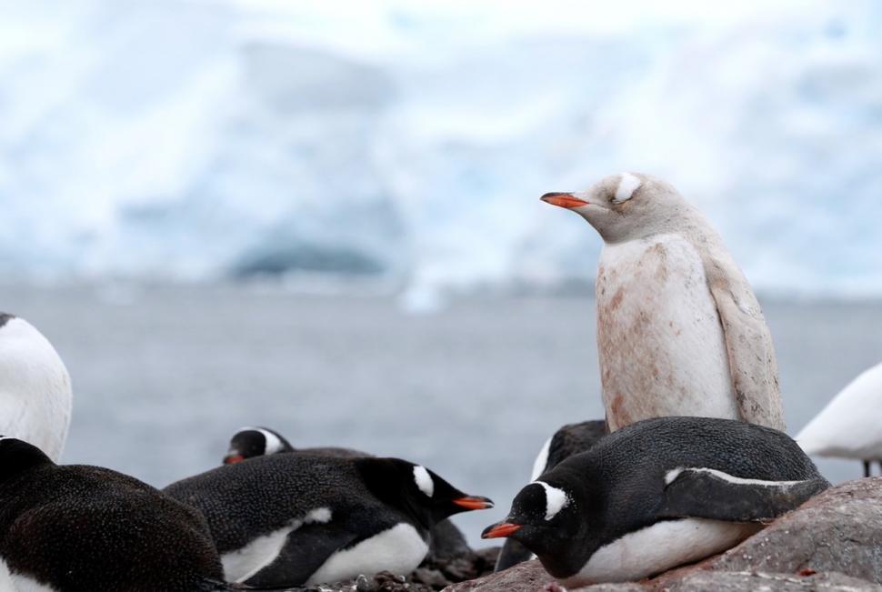 Pinguin alb, extrem de rar, filmat în Antarctica: "În fiecare zi, acest loc minunat ne surprinde cu ceva diferit" 880813