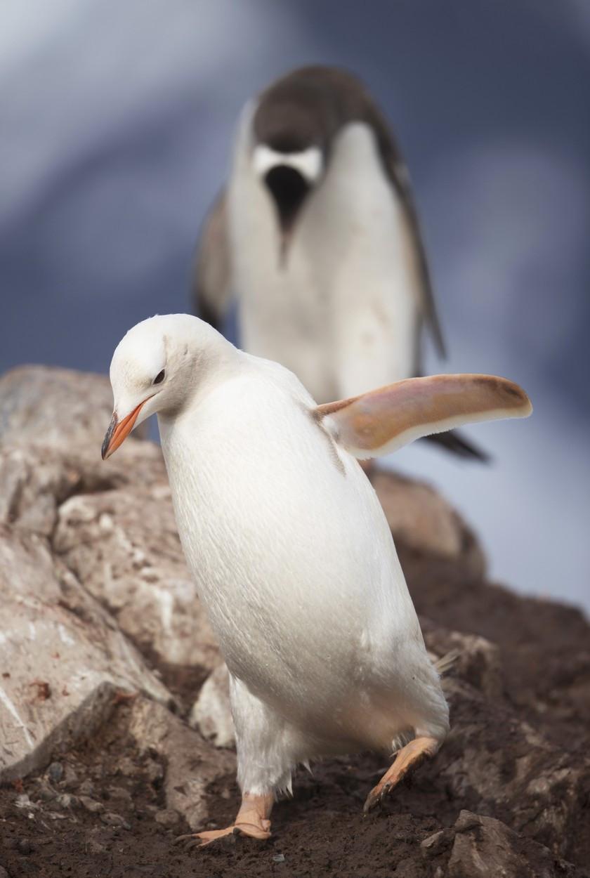 Pinguin alb, extrem de rar, filmat în Antarctica: "În fiecare zi, acest loc minunat ne surprinde cu ceva diferit" 880814