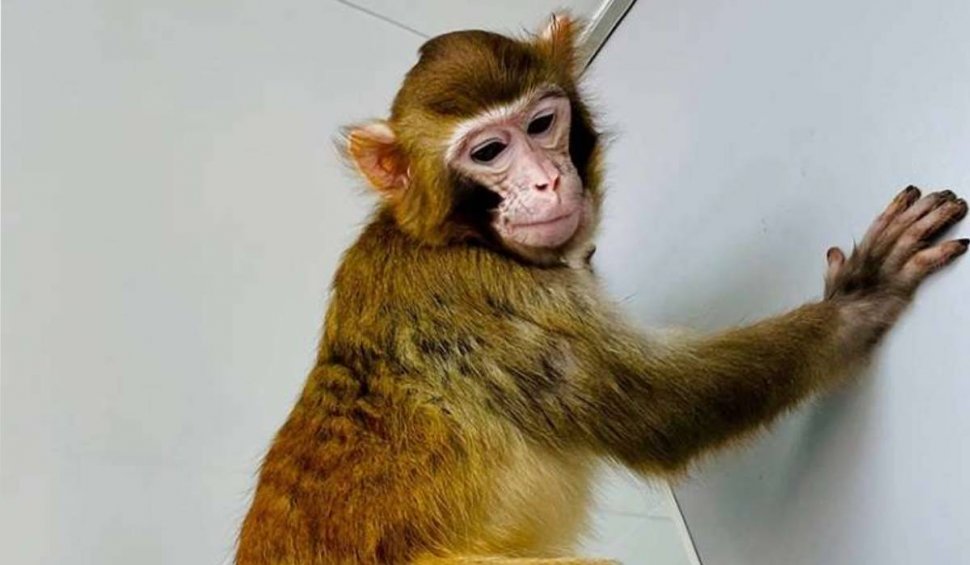 A fost clonată cu succes prima maimuță Rhesus: "Clonarea umană este extraordinar de dificilă"