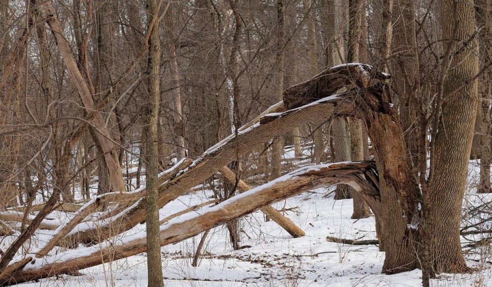 Un bărbat a murit într-o pădure din staţiunea Băile Olăneşti, după ce un copac a căzut peste el