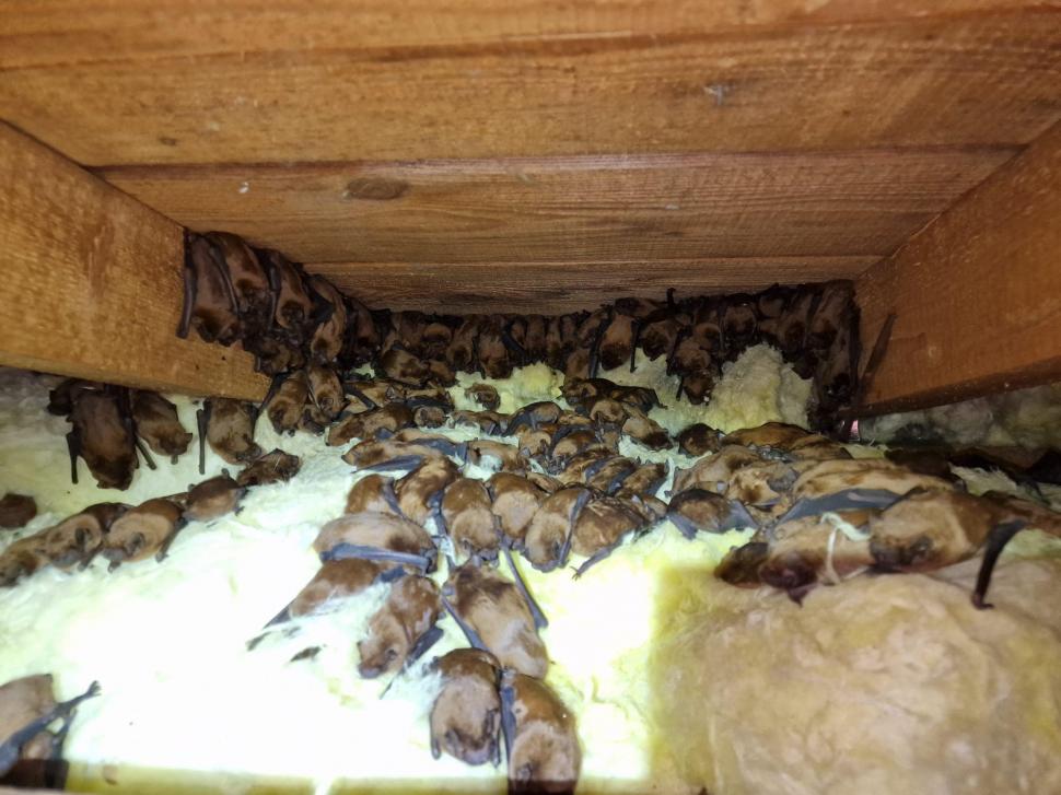 Peste 3.200 de lilieci, salvați din podul unei case din Suceava: "Volumul este incredibil, este o muncă titanică!" 881540