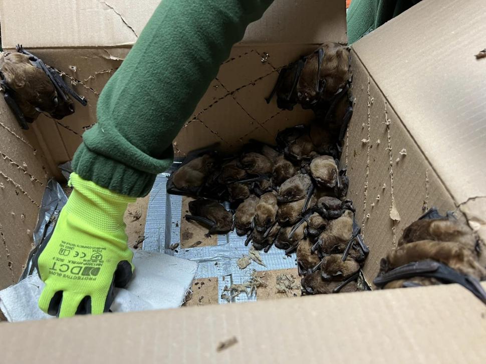 Peste 3.200 de lilieci, salvați din podul unei case din Suceava: "Volumul este incredibil, este o muncă titanică!" 881541