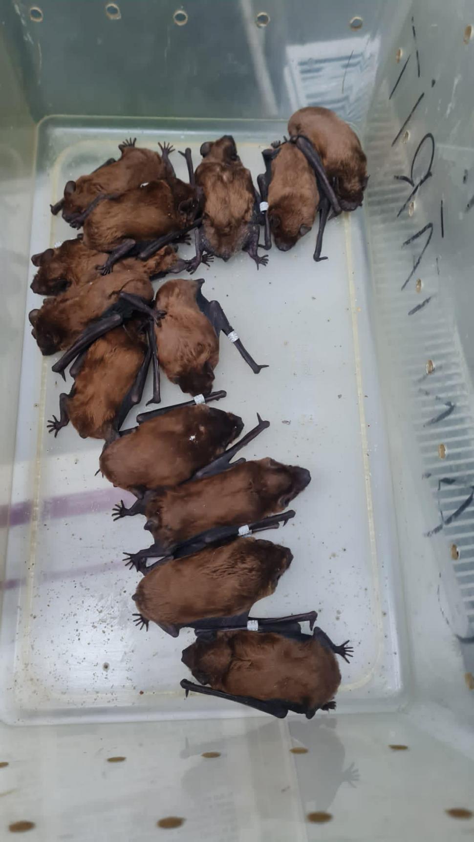 Peste 3.200 de lilieci, salvați din podul unei case din Suceava: "Volumul este incredibil, este o muncă titanică!" 881542