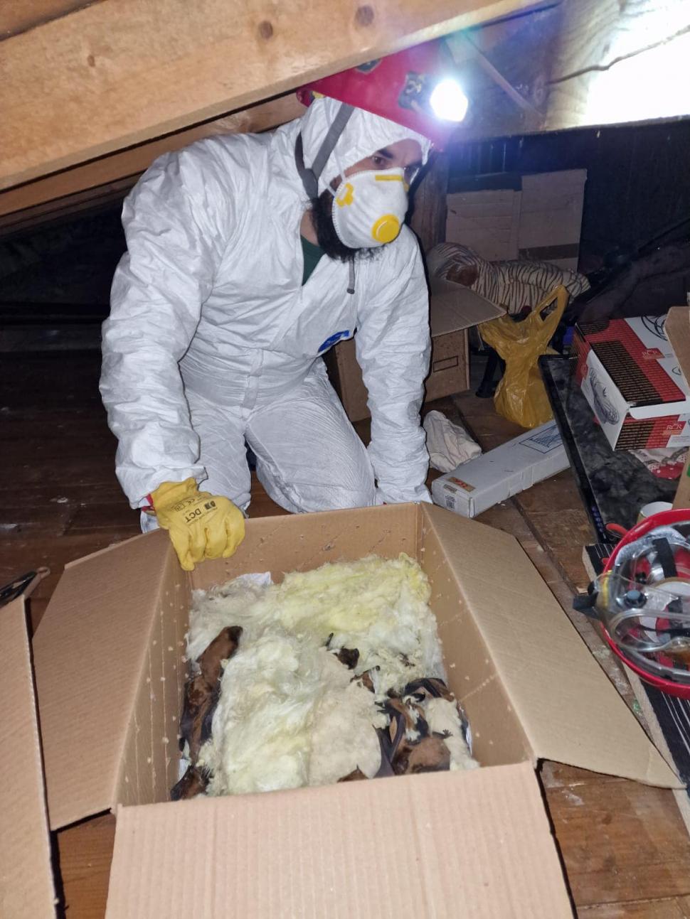 Peste 3.200 de lilieci, salvați din podul unei case din Suceava: "Volumul este incredibil, este o muncă titanică!" 881543