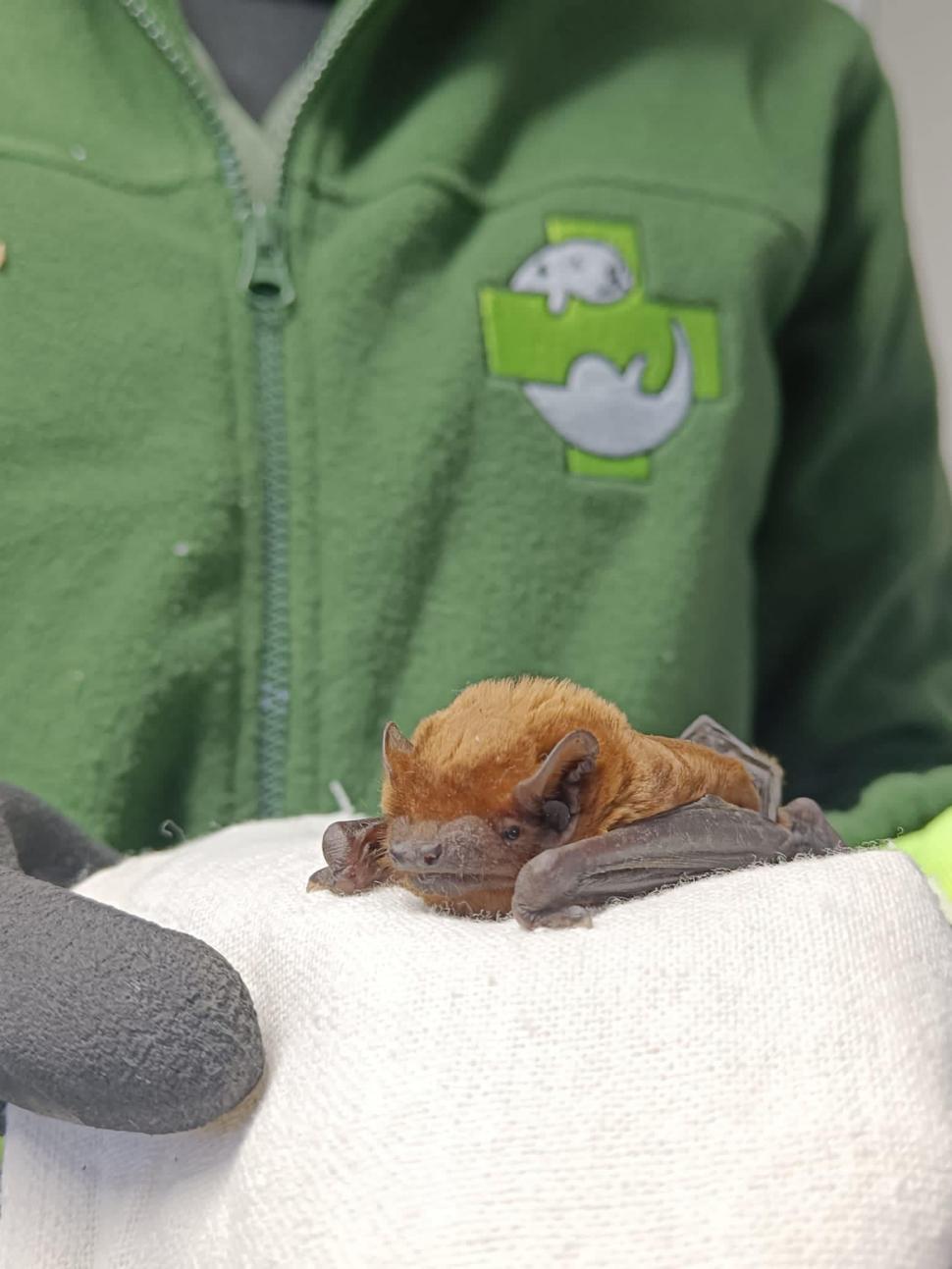 Peste 3.200 de lilieci, salvați din podul unei case din Suceava: "Volumul este incredibil, este o muncă titanică!" 881544