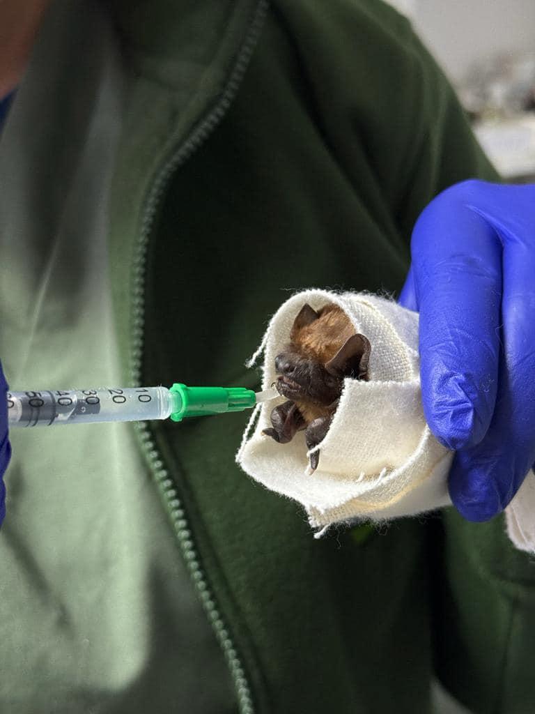 Peste 3.200 de lilieci, salvați din podul unei case din Suceava: "Volumul este incredibil, este o muncă titanică!" 881545