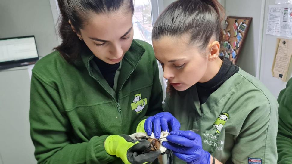 Peste 3.200 de lilieci, salvați din podul unei case din Suceava: "Volumul este incredibil, este o muncă titanică!" 881546