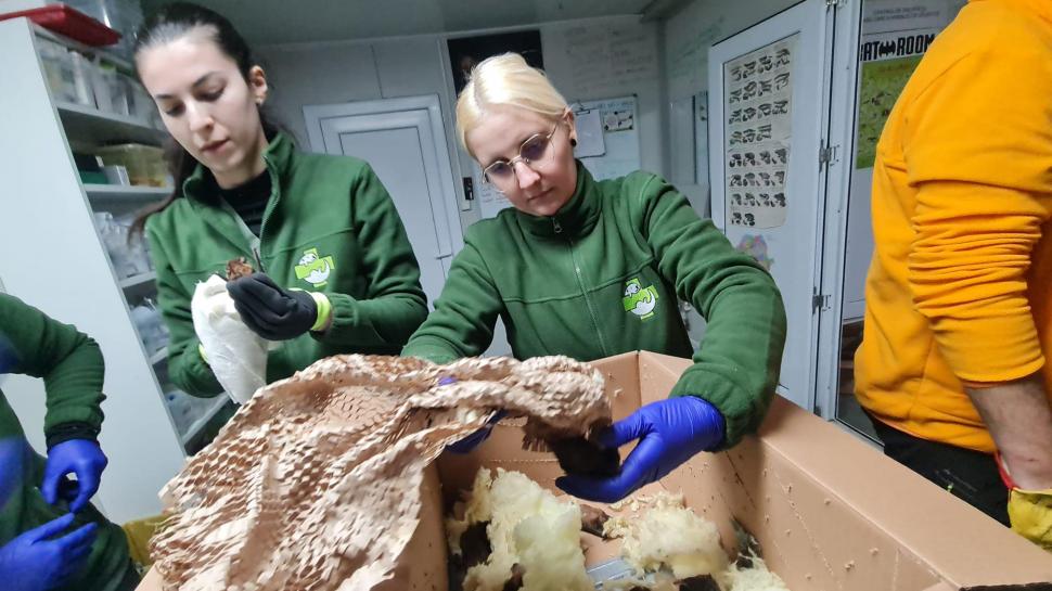 Peste 3.200 de lilieci, salvați din podul unei case din Suceava: "Volumul este incredibil, este o muncă titanică!" 881547