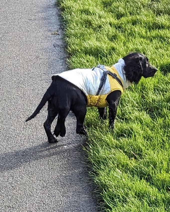 Povestea emoționantă a unei cățelușe cu șase picioare, abandonată în parcarea unui supermarket: "Trebuie doar să ne rugăm" 881957