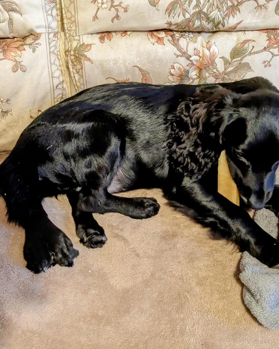 Povestea emoționantă a unei cățelușe cu șase picioare, abandonată în parcarea unui supermarket: "Trebuie doar să ne rugăm" 881958