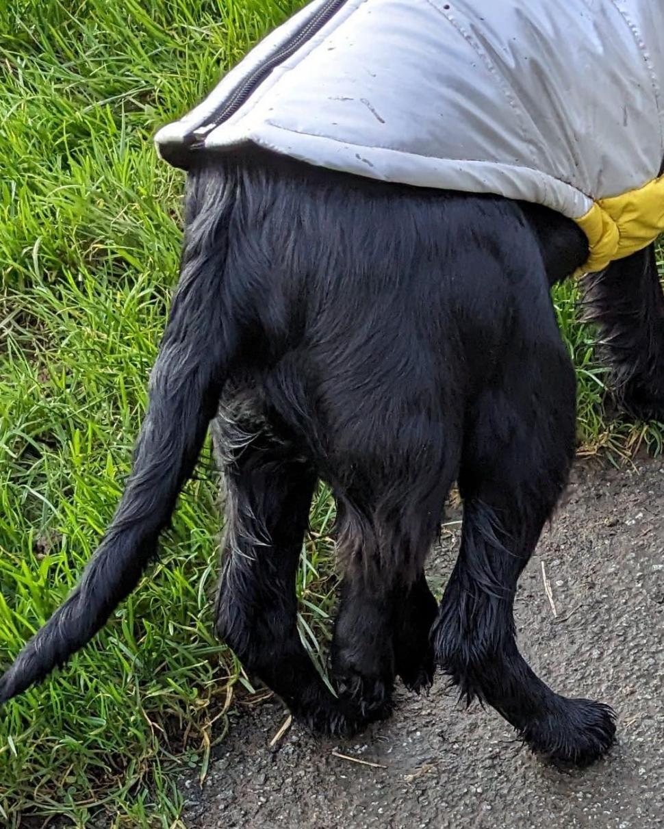 Povestea emoționantă a unei cățelușe cu șase picioare, abandonată în parcarea unui supermarket: "Trebuie doar să ne rugăm" 881959