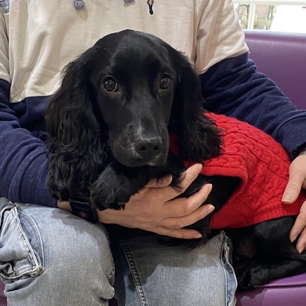 Povestea emoționantă a unei cățelușe cu șase picioare, abandonată în parcarea unui supermarket: "Trebuie doar să ne rugăm" 881960