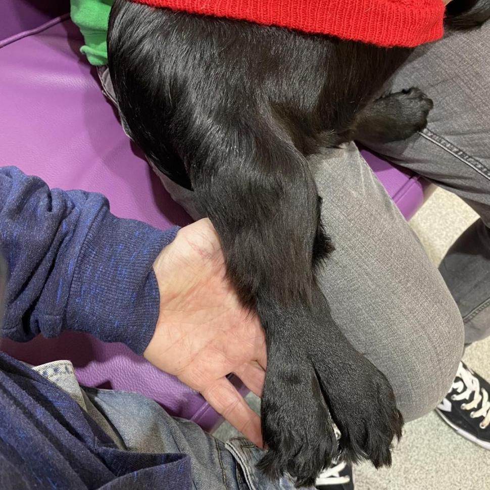 Povestea emoționantă a unei cățelușe cu șase picioare, abandonată în parcarea unui supermarket: "Trebuie doar să ne rugăm" 881961