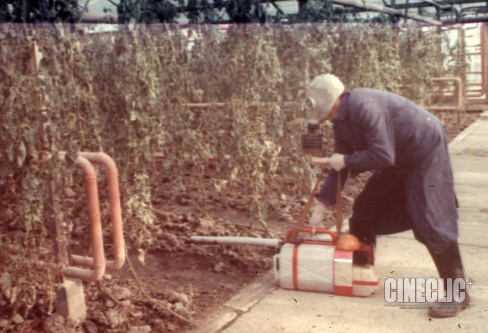 Aşa se cultivau roșiile în perioada comunistă. Oamenii lucrau cu măşti de gaze din cauza substanţelor toxice  881781