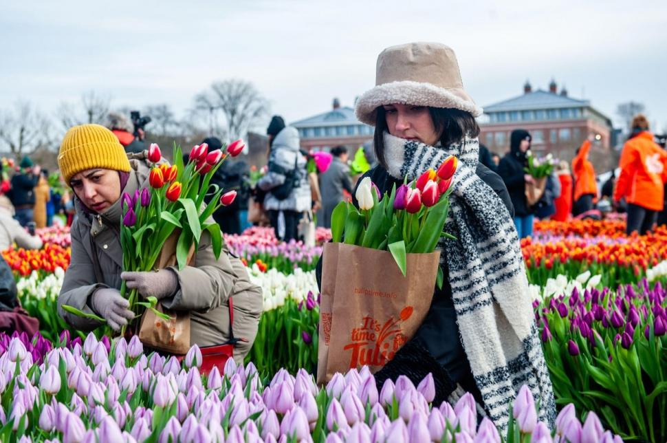 Olanda sărbătoreşte Ziua Naţională a Lalelei: 200.000 de flori au fost oferite, gratis, la Amsterdam 882018