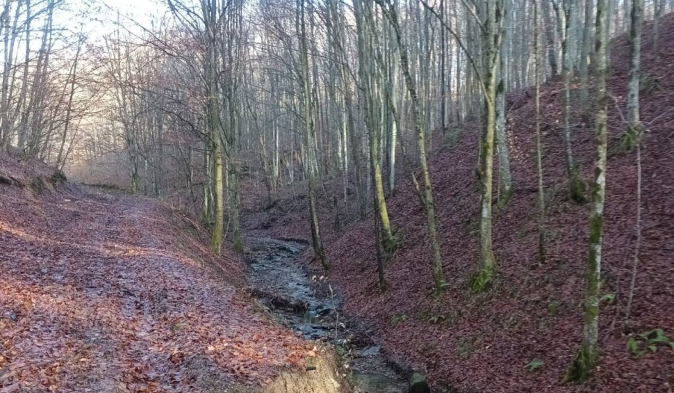 Descoperire arheologică rară într-o pădure din Bihor. Obiectul vechi de 1.500 de ani a fost dus la primărie