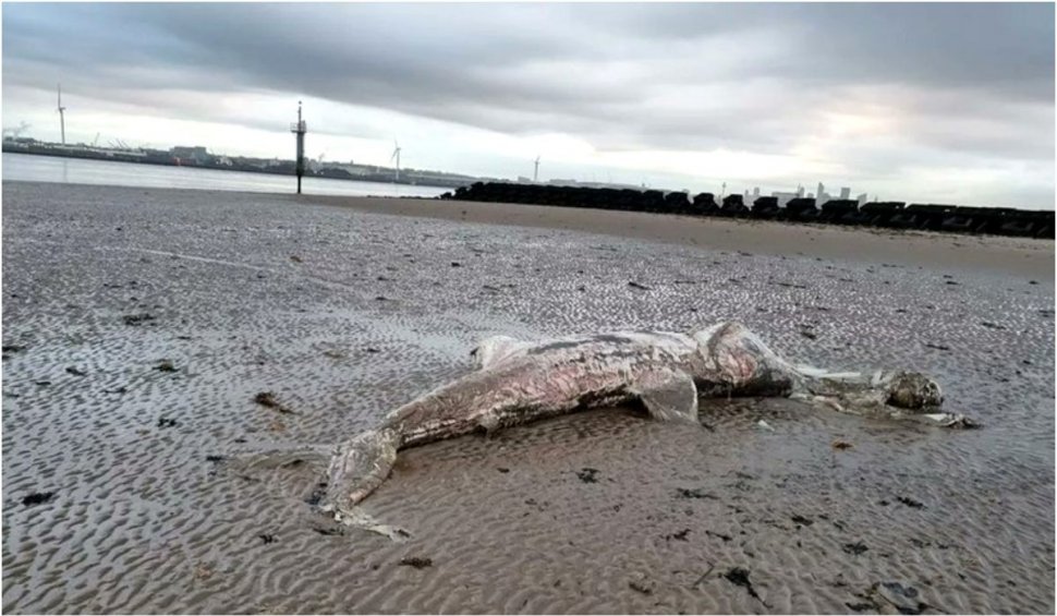 Descoperire macabră pe o plajă din Marea Britanie | "Părea destul de mare"